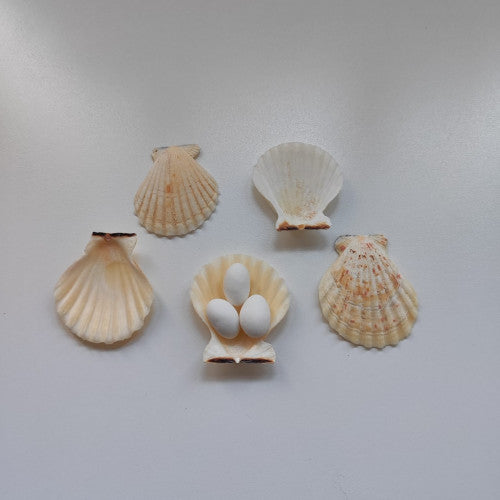 Deniz Kabuğu Doğal